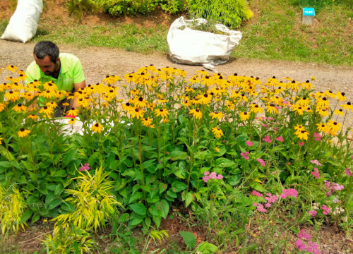 macizo rudbeckias_edited