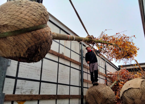 obra arbolado Lugo